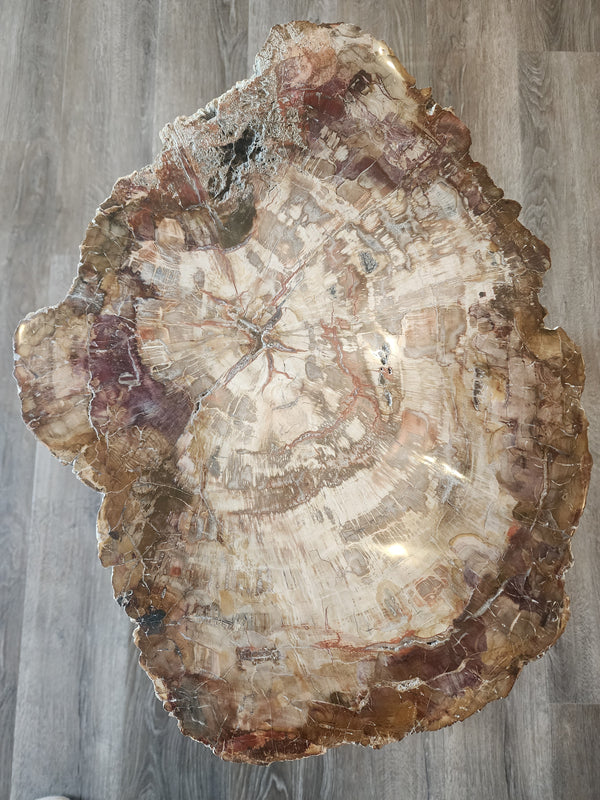Petrified Wood Slab 16"x24"x1" PW02