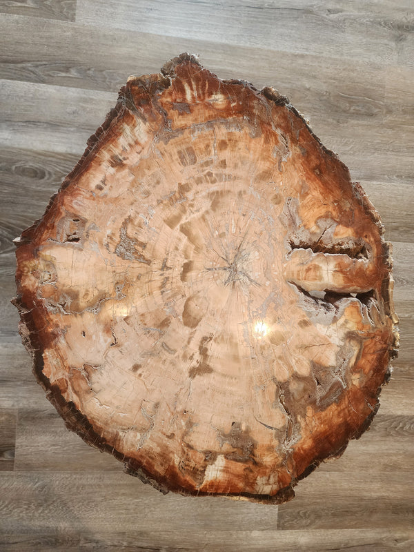 Petrified Wood Slab 20"x26"x1.25" PW04